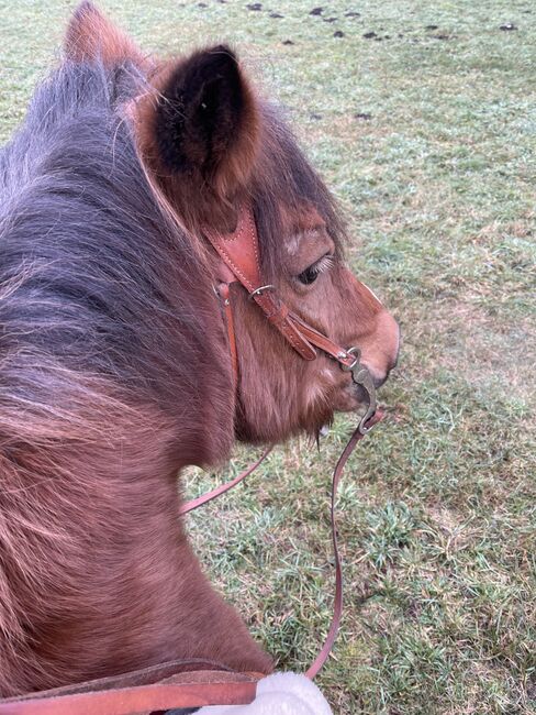 Braves Reit und Fahrpony, Franziska, Horses For Sale, klagenfurt, Image 2