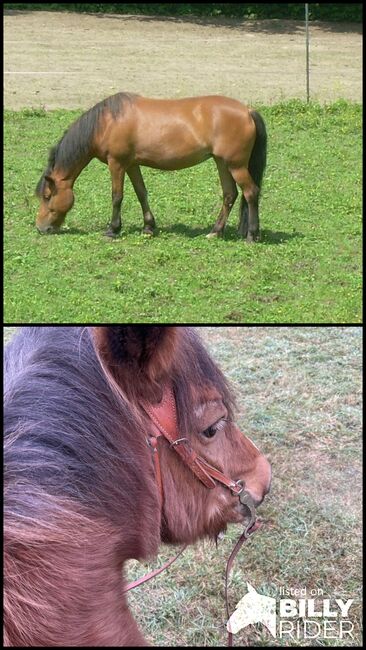 Braves Reit und Fahrpony, Franziska, Horses For Sale, klagenfurt, Image 3