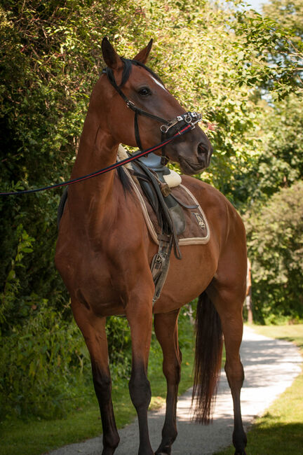 Brave Stute für Sport- und Freizeitreiter, Pauline E., Horses For Sale, Gleisdorf, Image 9