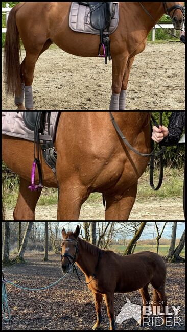 Braves tolles Pferd zu verkaufen!, Katharina , Horses For Sale, Großgmain , Image 4
