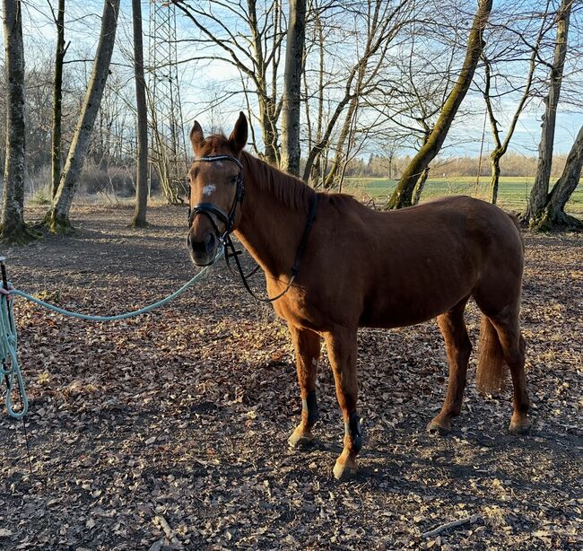 Braves tolles Pferd zu verkaufen!, Katharina , Horses For Sale, Großgmain , Image 3