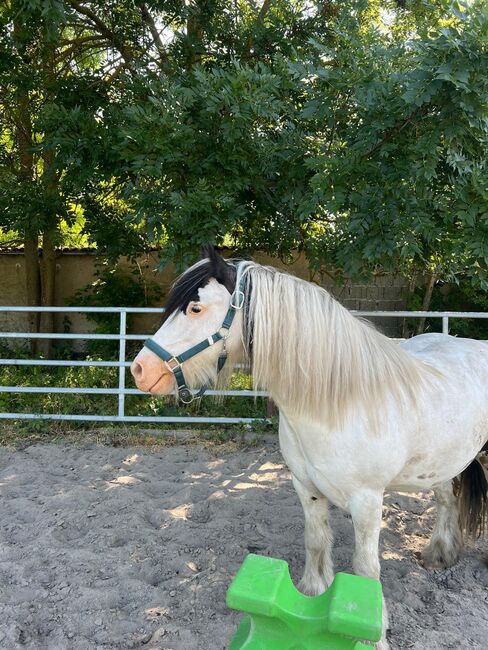 Braver Tinker wallach sucht neues Zuhause, Helene Penndorf , Horses For Sale, Luckenau 