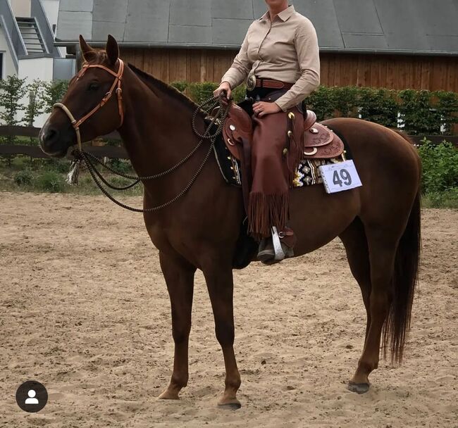 Tolles Lehrpferd (Quarter Horse), Kerstin Rehbehn (Pferdemarketing Ost), Horses For Sale, Nienburg, Image 4