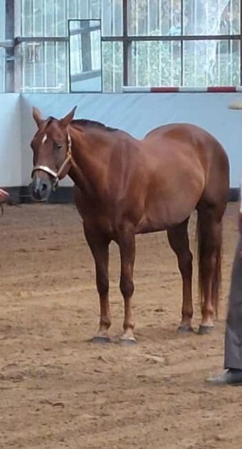 Tolles Lehrpferd (Quarter Horse), Kerstin Rehbehn (Pferdemarketing Ost), Horses For Sale, Nienburg, Image 2