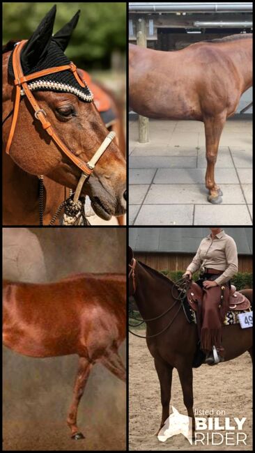 Tolles Lehrpferd (Quarter Horse), Kerstin Rehbehn (Pferdemarketing Ost), Horses For Sale, Nienburg, Image 6