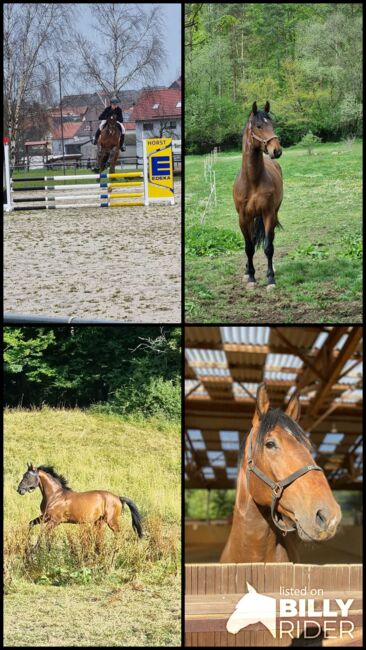 Braver Wallach, Freizeitpferd, Springpferd, Paula, Horses For Sale, Herborn, Image 8