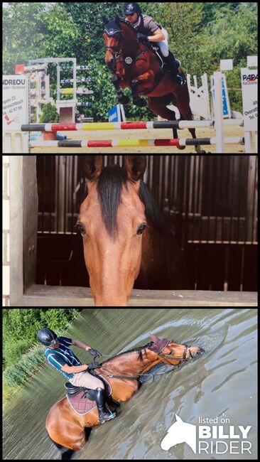 Braves 7 jähriges Holsteiner Springpferd, AW, Horses For Sale, DÜSSELDORF , Image 4