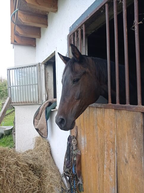 braves Freizeitpferd Verlasspferd, Bianca Fath , Horses For Sale, Höheischweiler 