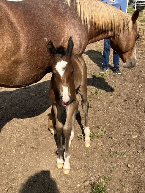 Brand new colt, Cheri, Horses For Sale, MOODY, Image 3