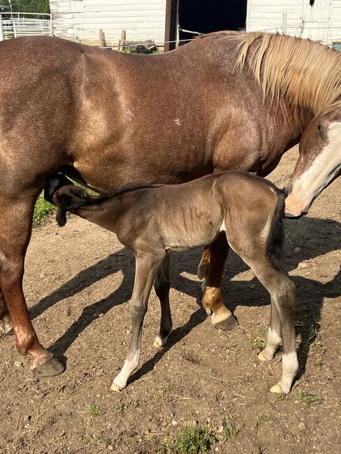 Brand new colt, Cheri, Horses For Sale, MOODY, Image 4