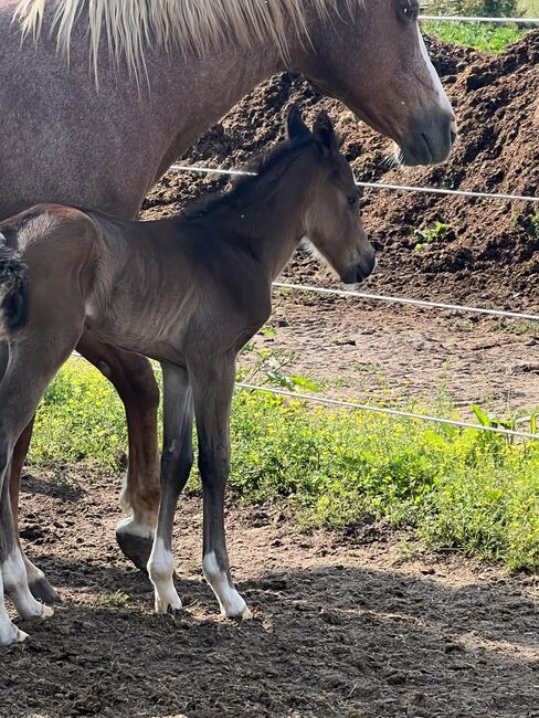 Brand new colt, Cheri, Pferd kaufen, MOODY, Abbildung 2