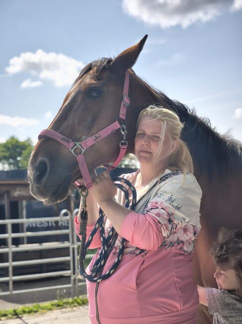 Brandenburger Stute 27 Jahre als Beisteller, Patricia, Horses For Sale, Schwentinental