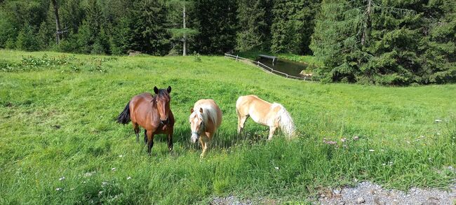 Braune noriker jährlings stute, Hörmanseder, Pferd kaufen, Kopfing