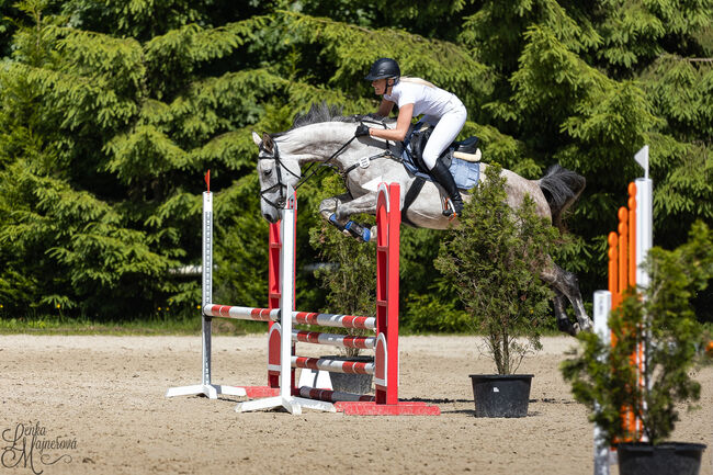 Brave 6j. Springstute mit Top Abstammung, Adrienne Bartos, Horses For Sale, Karlovy Vary, Image 5