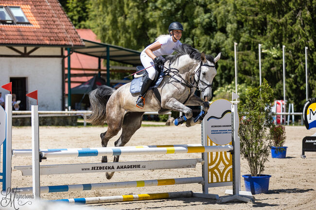 Brave 6j. Springstute mit Top Abstammung, Adrienne Bartos, Horses For Sale, Karlovy Vary, Image 7