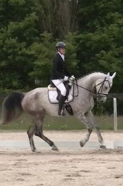 Brave 6j. Springstute mit Top Abstammung, Adrienne Bartos, Horses For Sale, Karlovy Vary, Image 10