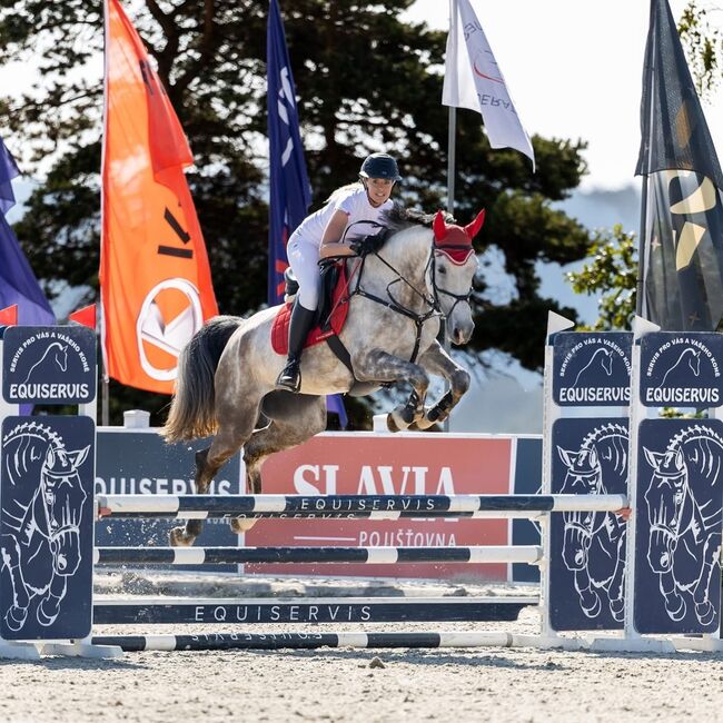 Brave 6j. Springstute mit Top Abstammung, Adrienne Bartos, Horses For Sale, Karlovy Vary, Image 2