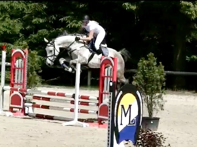 Brave 6j. Springstute mit Top Abstammung, Adrienne Bartos, Horses For Sale, Karlovy Vary, Image 4