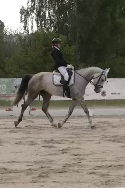 Brave 6j. Springstute mit Top Abstammung, Adrienne Bartos, Horses For Sale, Karlovy Vary, Image 9