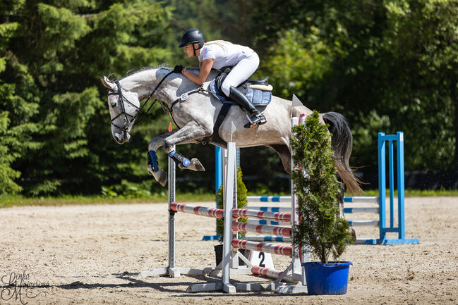 Brave 6j. Springstute mit Top Abstammung, Adrienne Bartos, Horses For Sale, Karlovy Vary, Image 8