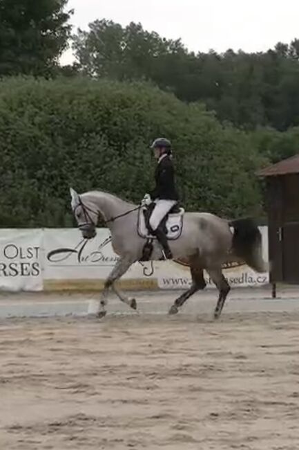 Brave 6j. Springstute mit Top Abstammung, Adrienne Bartos, Horses For Sale, Karlovy Vary, Image 11