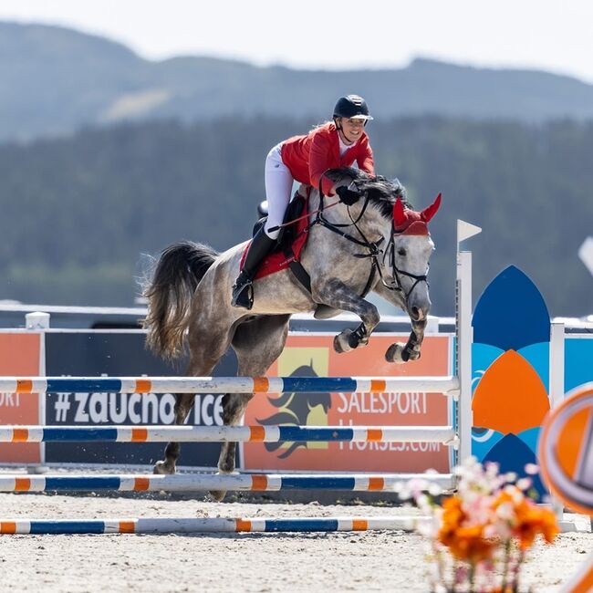 Brave 6j. Springstute mit Top Abstammung, Adrienne Bartos, Horses For Sale, Karlovy Vary, Image 3