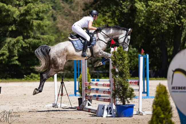 Brave 6j. Springstute mit Top Abstammung, Adrienne Bartos, Horses For Sale, Karlovy Vary, Image 6