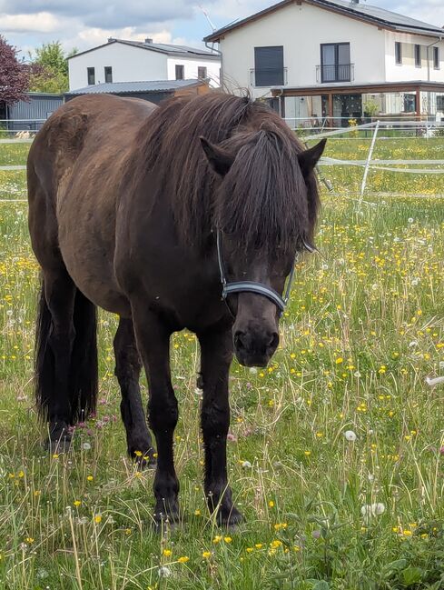 Brave Islandstute für Freizeit, Therapie, Kerstin Kammler, Horses For Sale, Deining