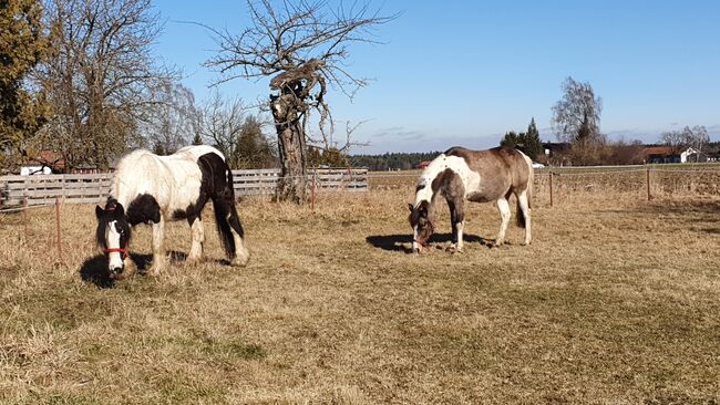 Brave Lewitzerstute mit Equidenpass, Doreen Ott, Pferd kaufen, Engelsberg, Abbildung 2