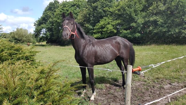 Brave Stute 11jahre, B.M., Horses For Sale, Großheide, Image 2