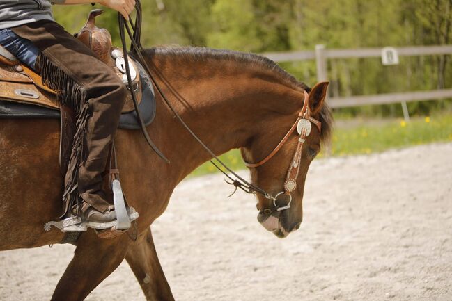 Brave Stute, Jessica , Horses For Sale, 6351 Scheffau am Wilden Kaiser, Image 3