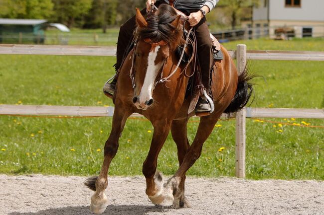 Brave Stute, Jessica , Horses For Sale, 6351 Scheffau am Wilden Kaiser, Image 4