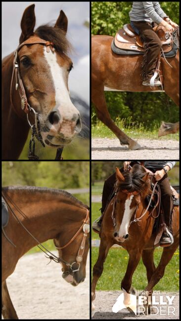 Brave Stute, Jessica , Horses For Sale, 6351 Scheffau am Wilden Kaiser, Image 7