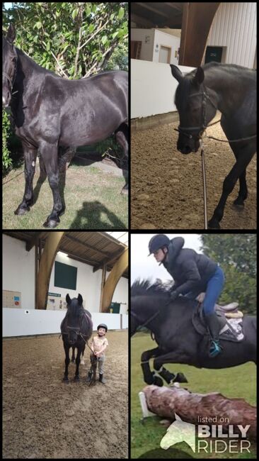 Brave Ponystute,13jahre,147cm, B.M., Horses For Sale, Großheide, Image 6