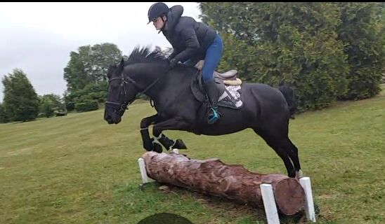 Brave Ponystute,13jahre,147cm, B.M., Horses For Sale, Großheide, Image 4