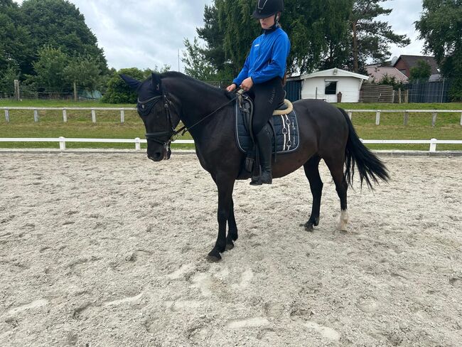 Brave Ponystute für Dressur/Springen/Vielseitigkeit, B.M., Pferd kaufen, Großheide, Abbildung 2