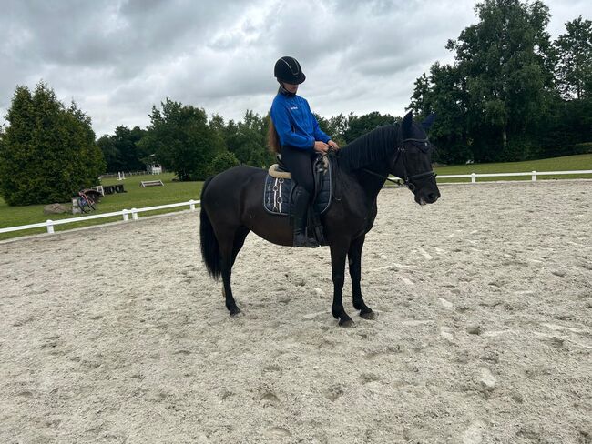 Brave Ponystute für Dressur/Springen/Vielseitigkeit, B.M., Pferd kaufen, Großheide