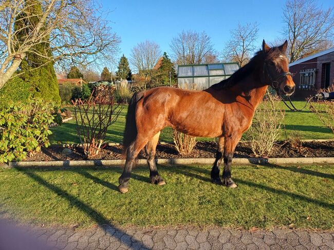 Brave Ponystute, B.M., Pferd kaufen, Großheide, Abbildung 2