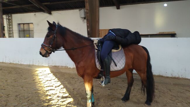 Brave Ponystute, B.M., Pferd kaufen, Großheide, Abbildung 6