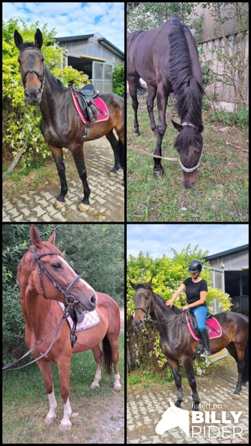 Brave hübsche Stute, Sandra , Horses For Sale, Mondsee , Image 5