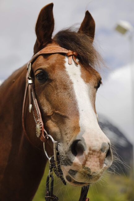 Brave Stute, Jessica , Pferd kaufen, 6351 Scheffau am Wilden Kaiser