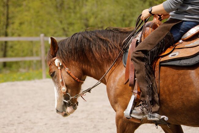 Brave Stute, Jessica , Pferd kaufen, 6351 Scheffau am Wilden Kaiser, Abbildung 5