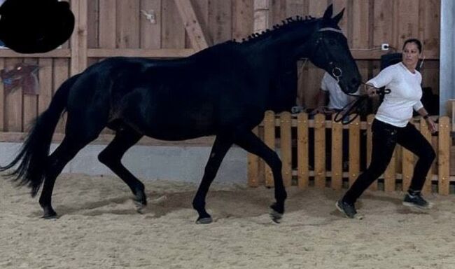 brave Stute sucht eine Freundin, Busterhojer, Pferd kaufen, Neureichenau
