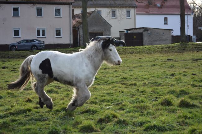 Braver Tinker wallach sucht neues Zuhause, Helene Penndorf , Horses For Sale, Luckenau , Image 6