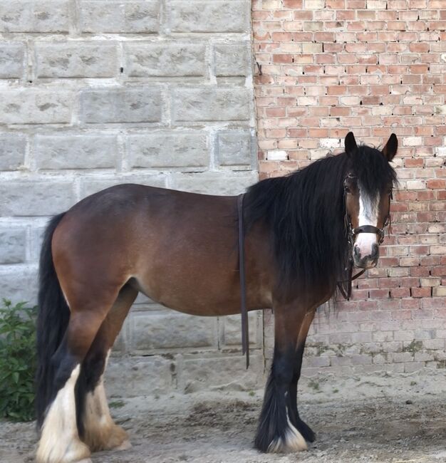 Brave Tinker Stute, Liz, Horses For Sale, Engelhartstetten , Image 2