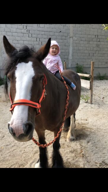 Brave Tinker Stute, Liz, Horses For Sale, Engelhartstetten , Image 17