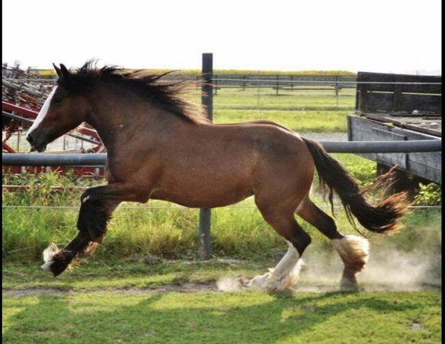 Brave Tinker Stute, Liz, Horses For Sale, Engelhartstetten 