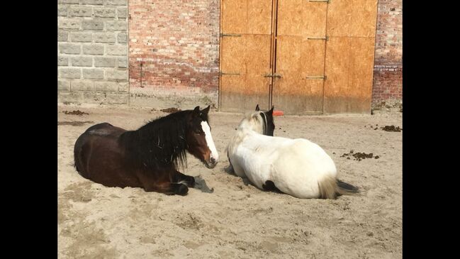 Brave Tinker Stute, Liz, Horses For Sale, Engelhartstetten , Image 10