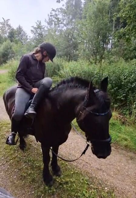Braver 11 jähriger Friese, Magdalena Heim , Pferd kaufen, Isny im Allgäu, Abbildung 4