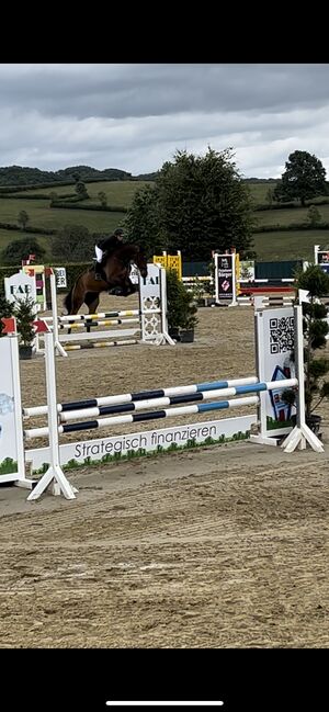 Braver großer Wallach mit toller Springmanier, Laura , Pferd kaufen, Ruppichteroth